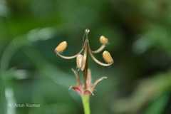 Geranium rotundifolium